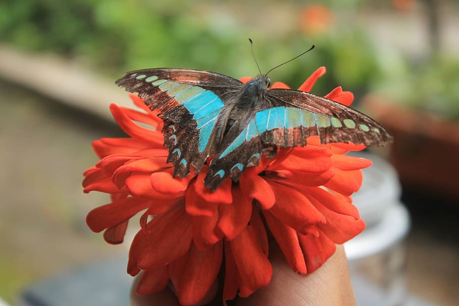 Butterfly, Animal, Insect, blue, nature, macro, animals in the wild HD wallpaper