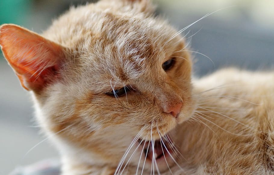 cat, sleeping, tomcat, redheaded, rest, not to wake, home, pet HD wallpaper