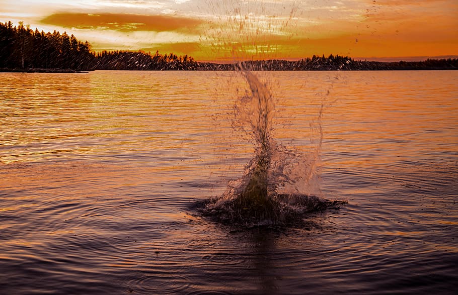 fish, yellow, evening, nature, sunset, lake, water, tree, reflection HD wallpaper