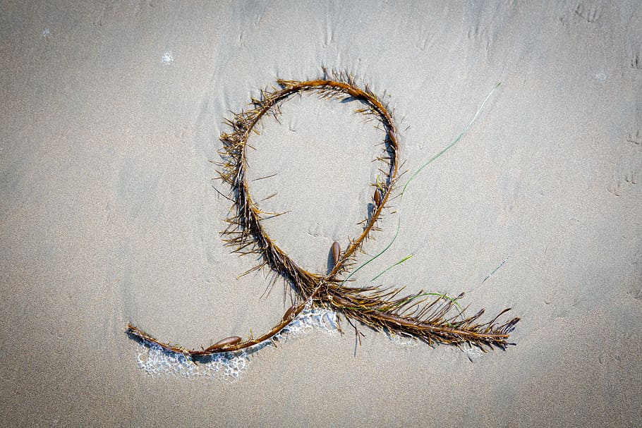 sand, algae, sea, beach, nature, plant, pacific, no people HD wallpaper