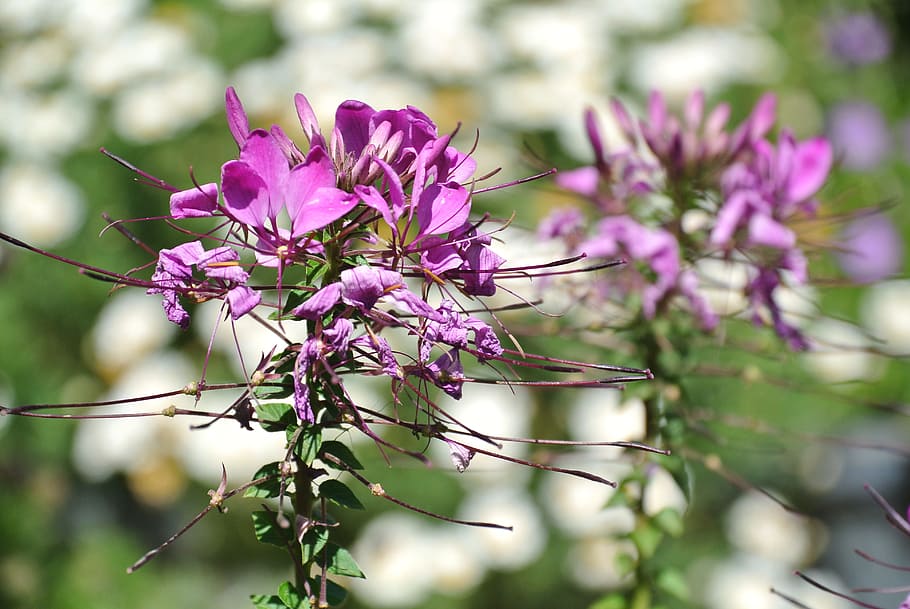 Close-up Photography of Flowers, beautiful, bloom, blooming, blossom HD wallpaper