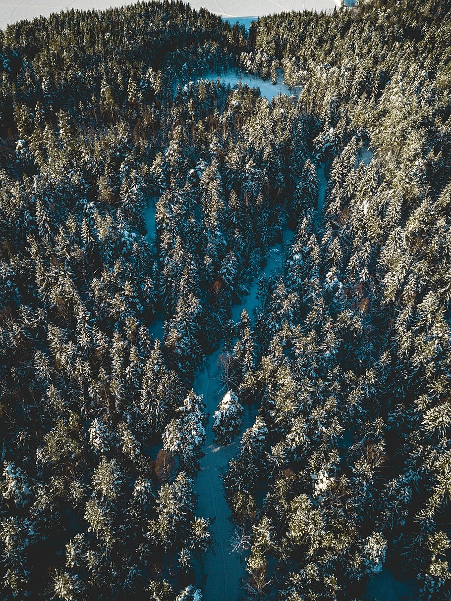 aerial view of green trees, high angle photography of green pinetree during daytime HD wallpaper