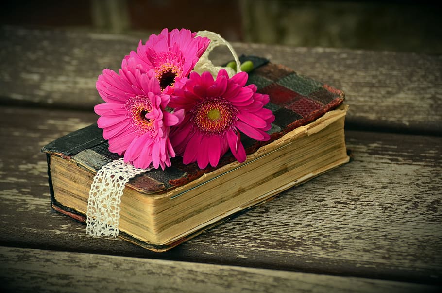 three flowers on top of thick hardbound book, gerbera, pink HD wallpaper