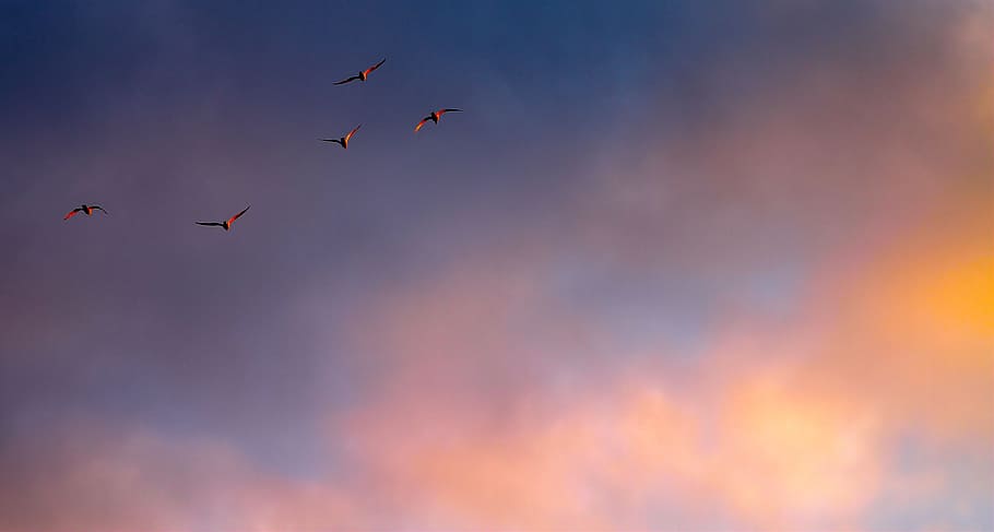 low angle of flock of bird in mid air, cloud, color, birds HD wallpaper
