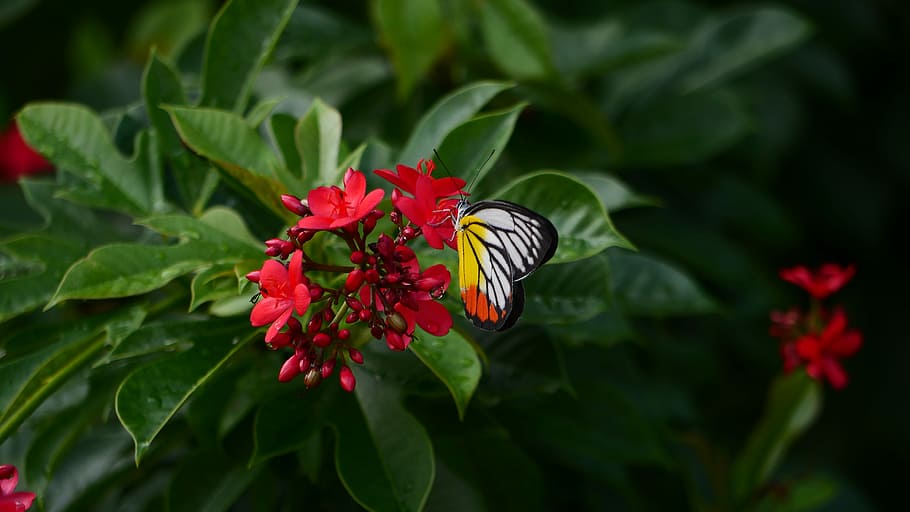 Flower, Butterfly, Forest, Green, red, leaves, growth, fragility HD wallpaper
