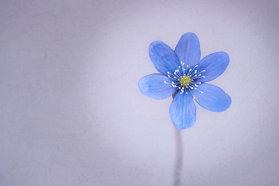 shallow focus photography of blue flower, hepatica, blossom HD wallpaper