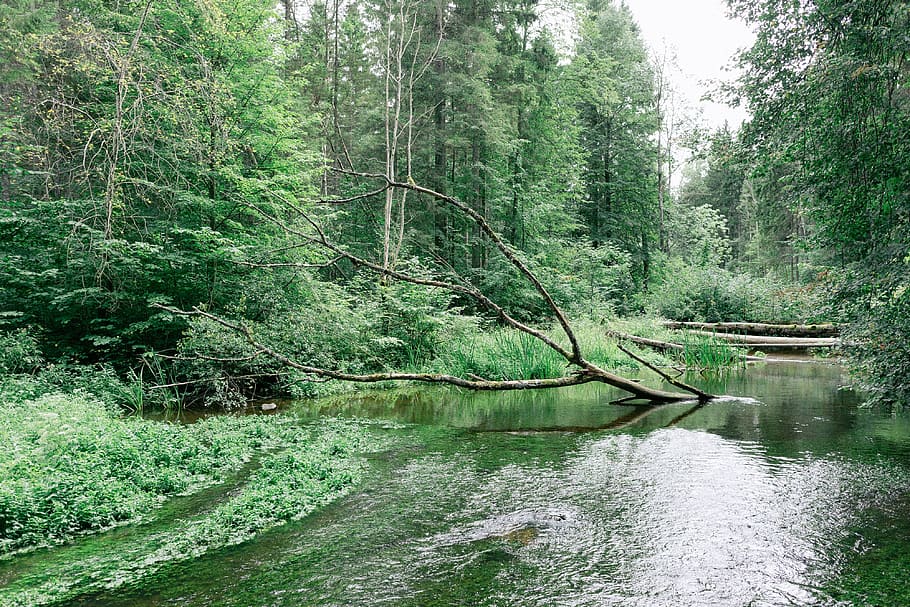 Forest river, nature, tree, water, landscape, outdoors, woodland HD wallpaper