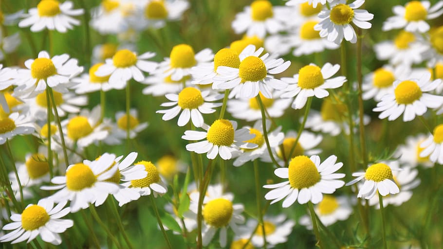 white-and-yellow flowers during daytime, chamomile, summer HD wallpaper