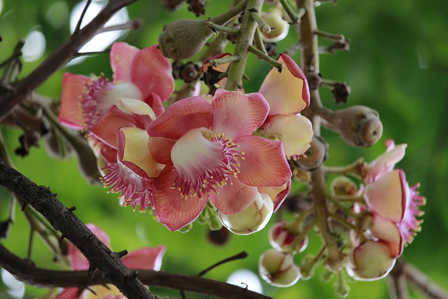flowers, tree, nature, plant, growth, flowering plant, beauty in nature HD wallpaper