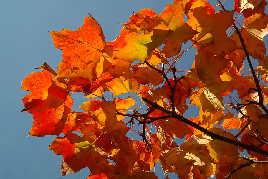 HD wallpaper: leaves, autumn, fall color, branch, maple, acer ...