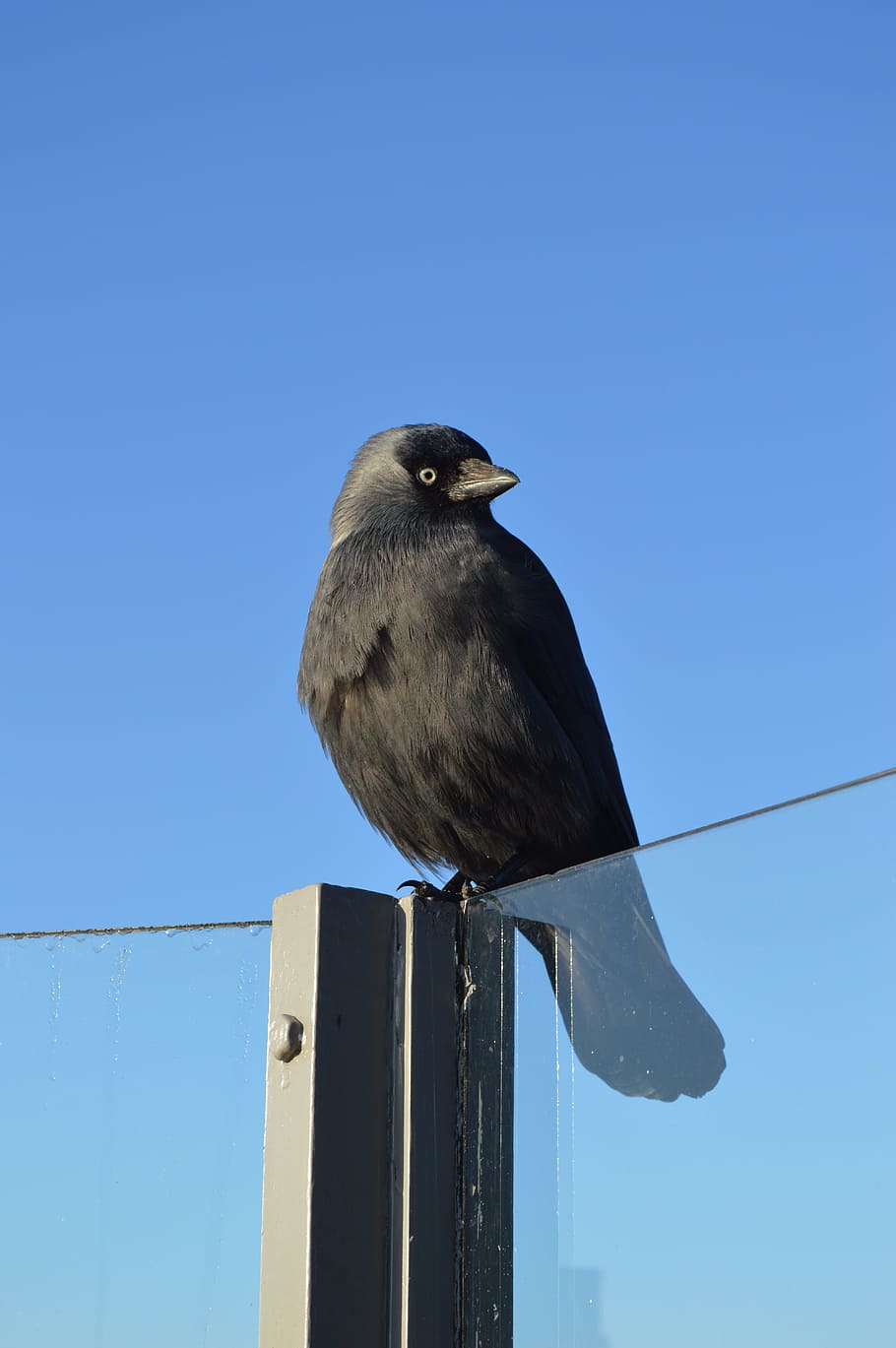 Crow, Jackdaw, Black, Bird, Fly, Air, nature, powerful, animal wildlife HD wallpaper