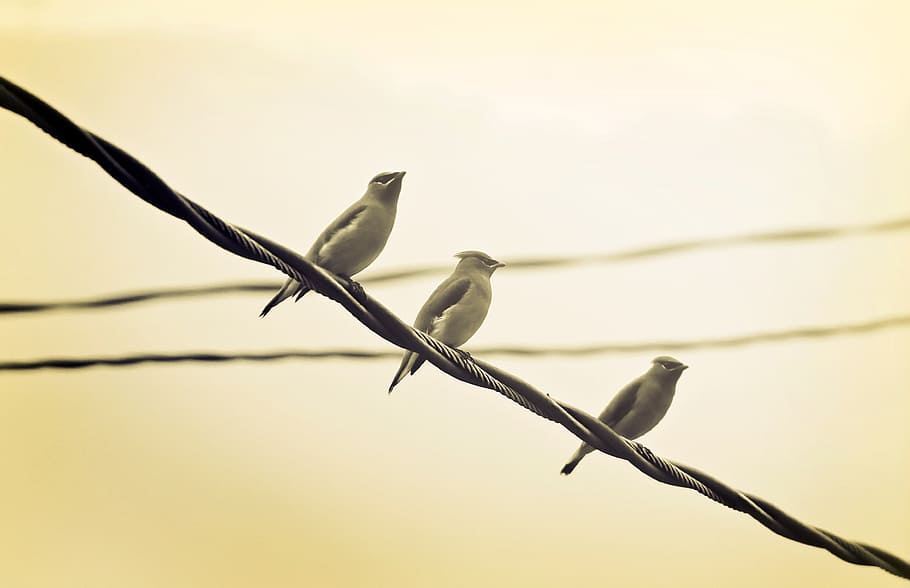 birds, perched, wire, row, flock, nature, animal, feather, outdoors HD wallpaper