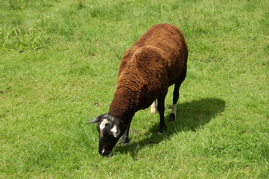 sheep, wool, grass, animal, farm, cattle, animal themes, mammal HD wallpaper