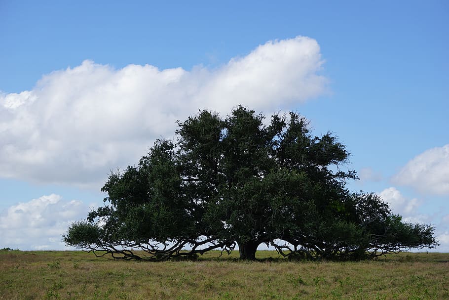 Oak Tree, Blue Sky, nature, outdoors, rural Scene, landscape HD wallpaper