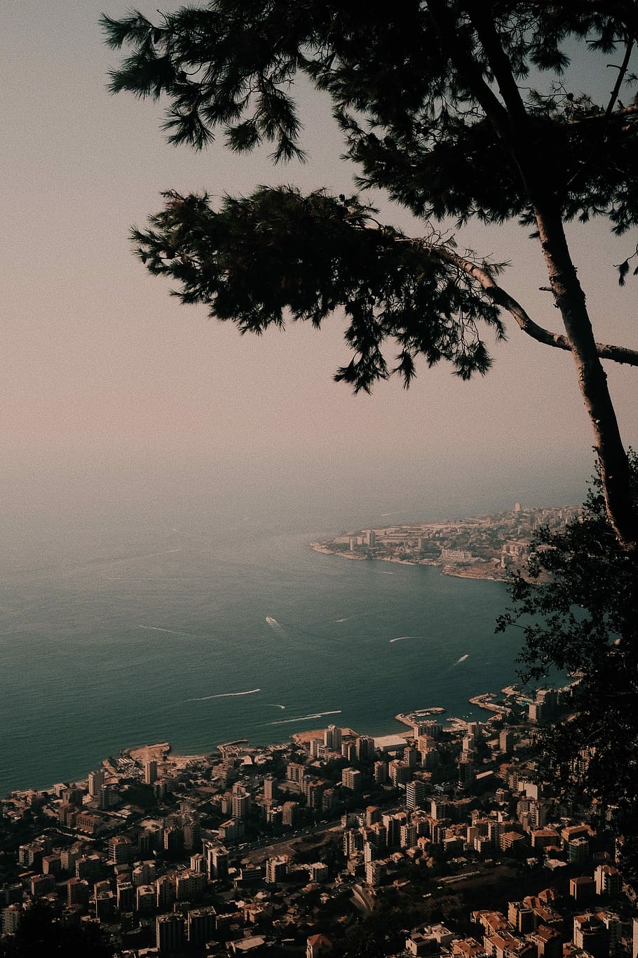 green leafed tree near cliff, aerial photo of high rise buildings near body of water HD wallpaper