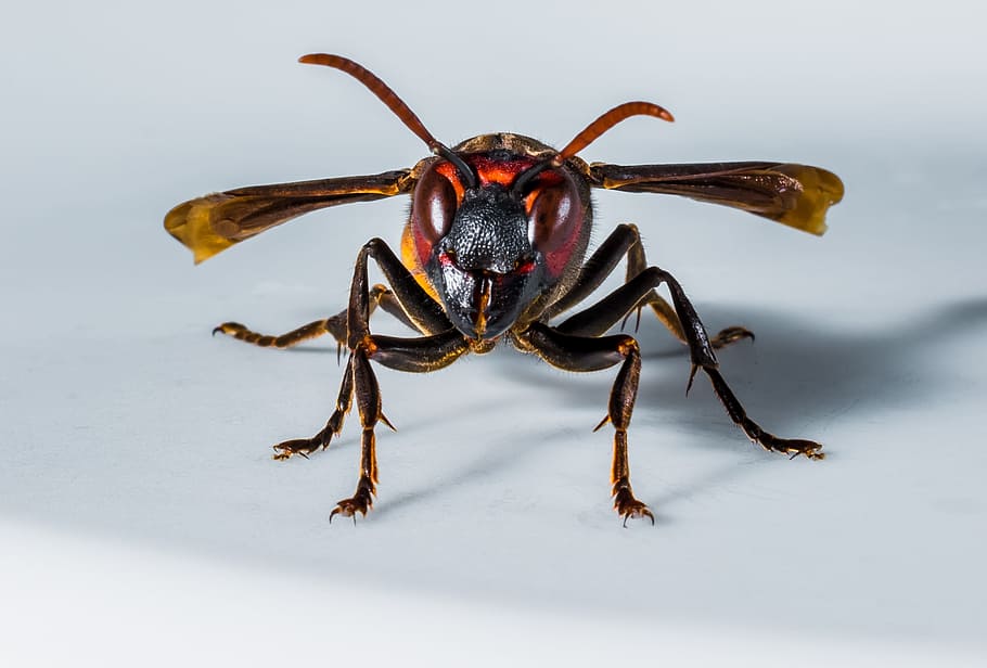 Hornet, Wasp, Insect, Close, one animal, limb, animal wildlife HD wallpaper