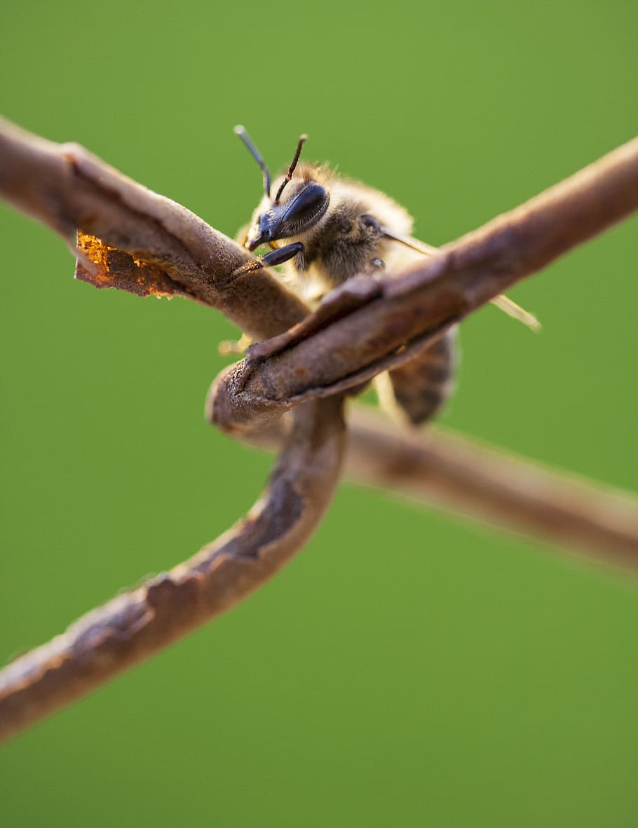 bee, insect, needle, poison, thru, beautiful, nature, babu HD wallpaper