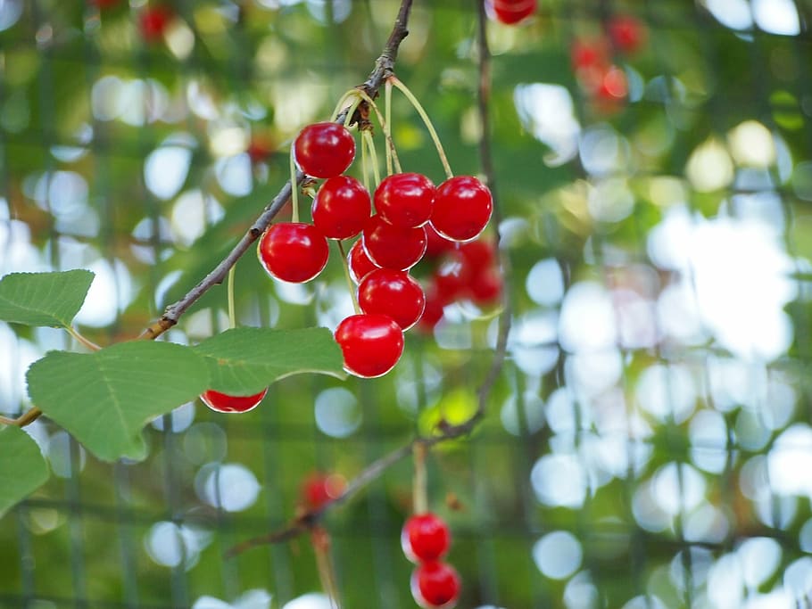 red, cherries, fruit, cherry, food, nature, tree, red fruits HD wallpaper
