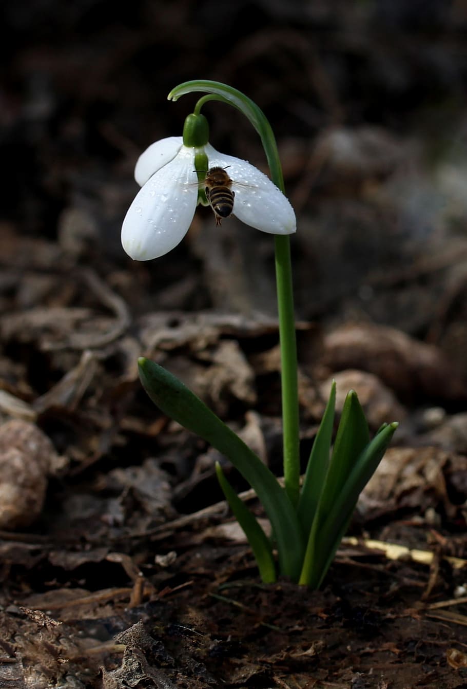 Snowdrop, Bee, Spring, Flower, growth, nature, dirt, plant HD wallpaper