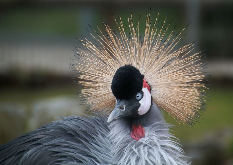 gray bird, grey crowned crane, animal, animals, nature, eastern crowned crane, HD wallpaper