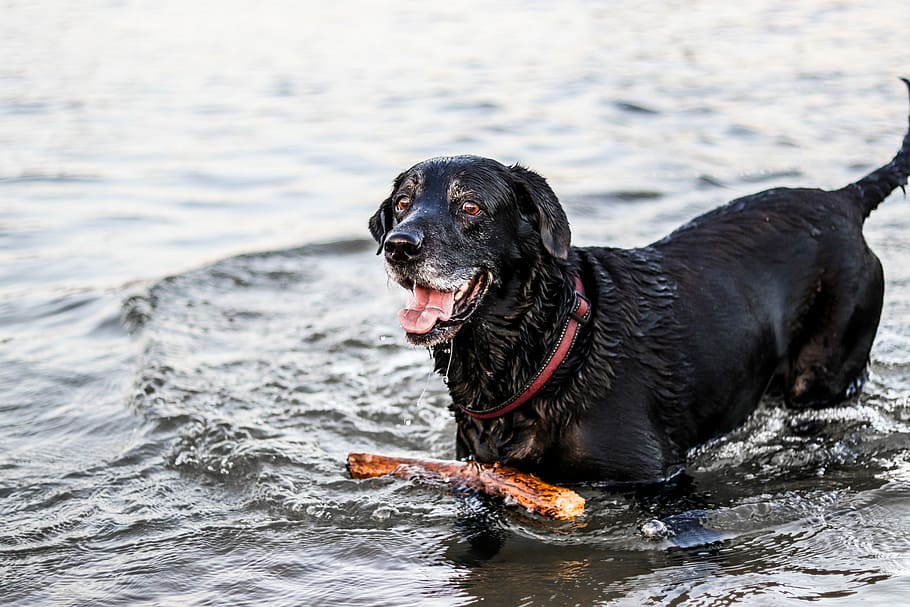 wet black dog playing with stick, black Labrador retriever on body of water with a stick