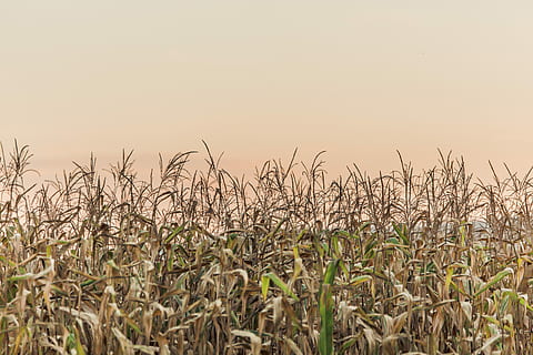 corn plant field, nature, lazy, farm, dusk, sunset, pattern, warm HD wallpaper