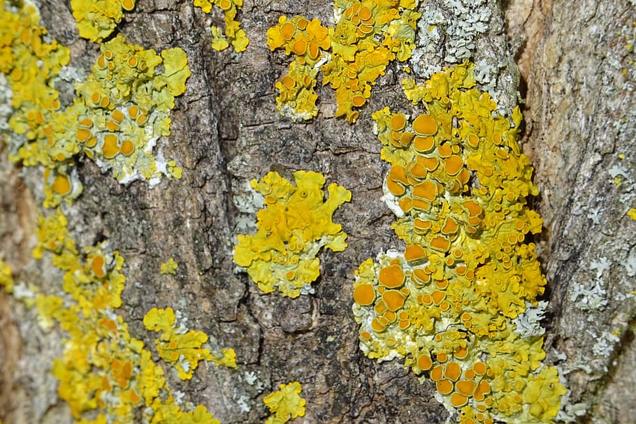 Tree, Infestation, Close, Macro, Tribe, mushroom, yellow, rough HD wallpaper