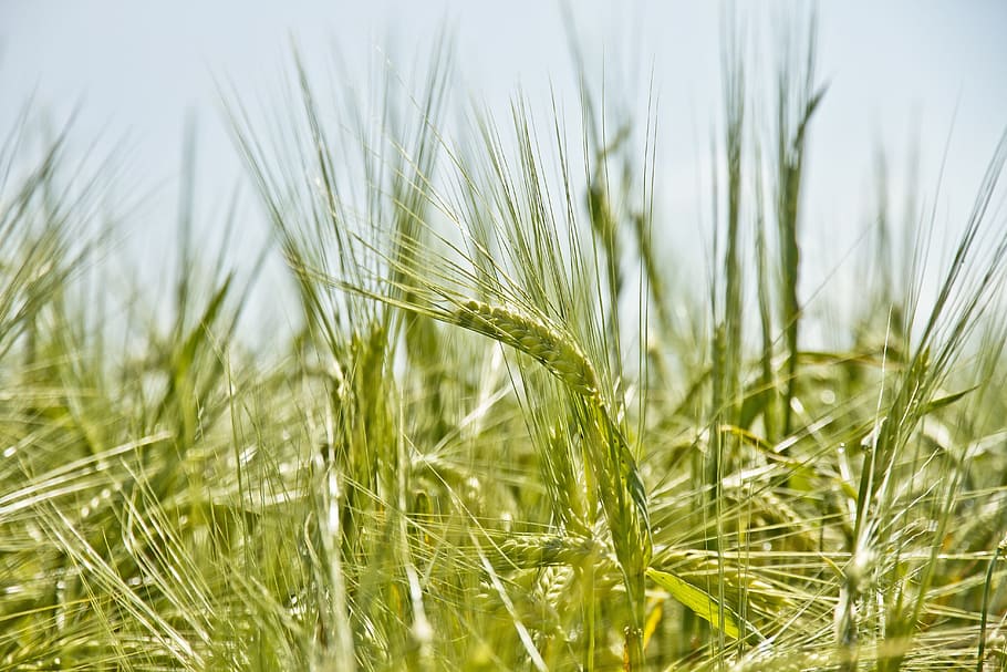 green leafed plant at daytime, barley, spicas, grain, agriculture, HD wallpaper