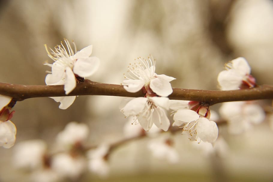 Spring, Flower, Pink, celebration, close-up, no people, day HD wallpaper