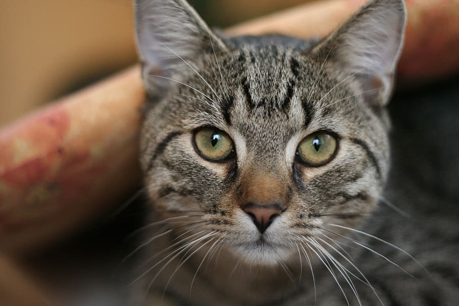 close-up photo of brown tabby cat, curious, animals, portrait HD wallpaper