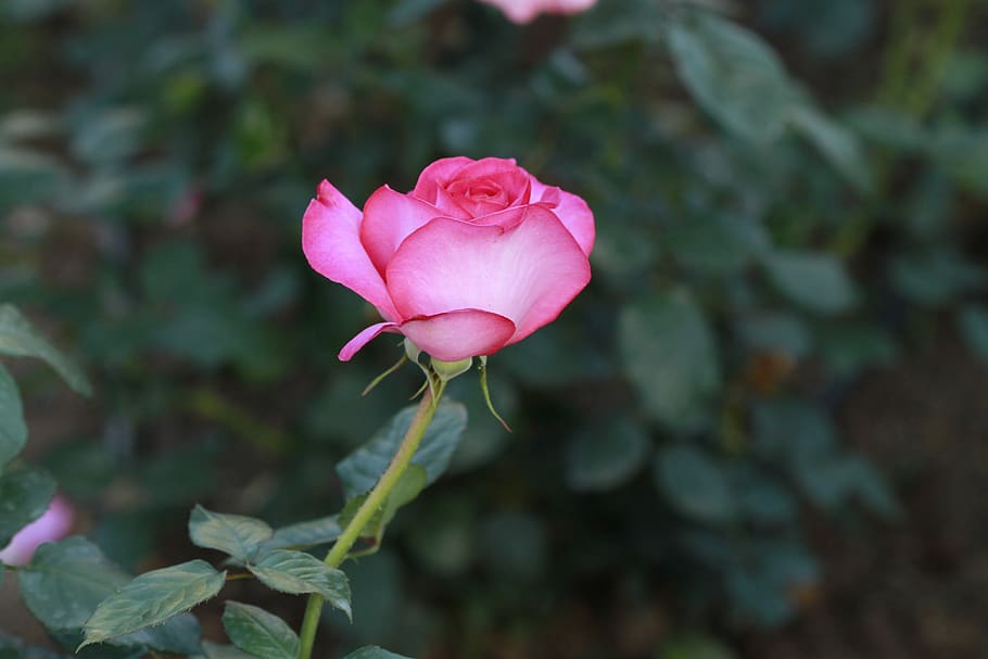 rose, flowers, plant, flowering plant, pink color, beauty in nature HD wallpaper