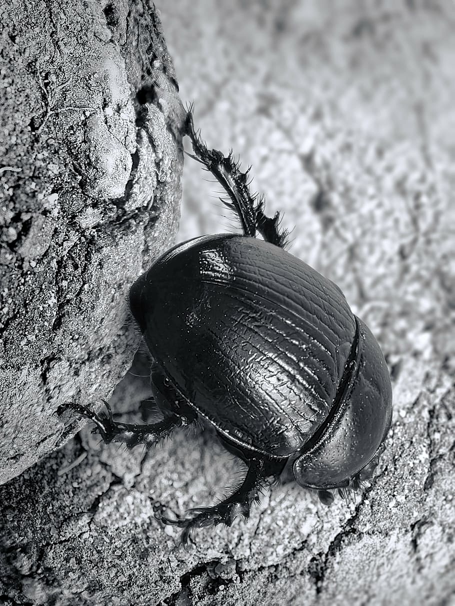dung beetle, scarab, insect, nature, close, black and white HD wallpaper