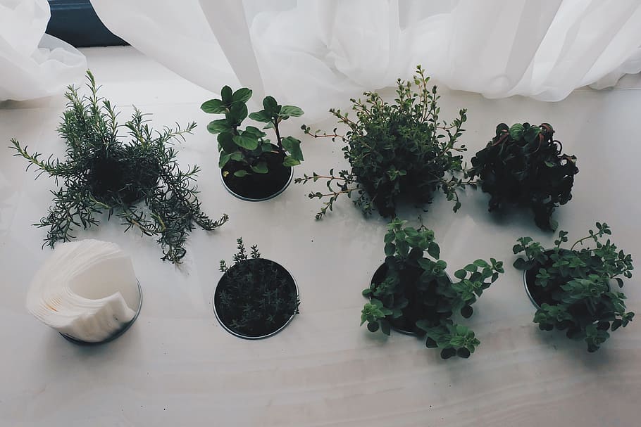 plants, decor, seedlings, decoration, floral, white, green HD wallpaper