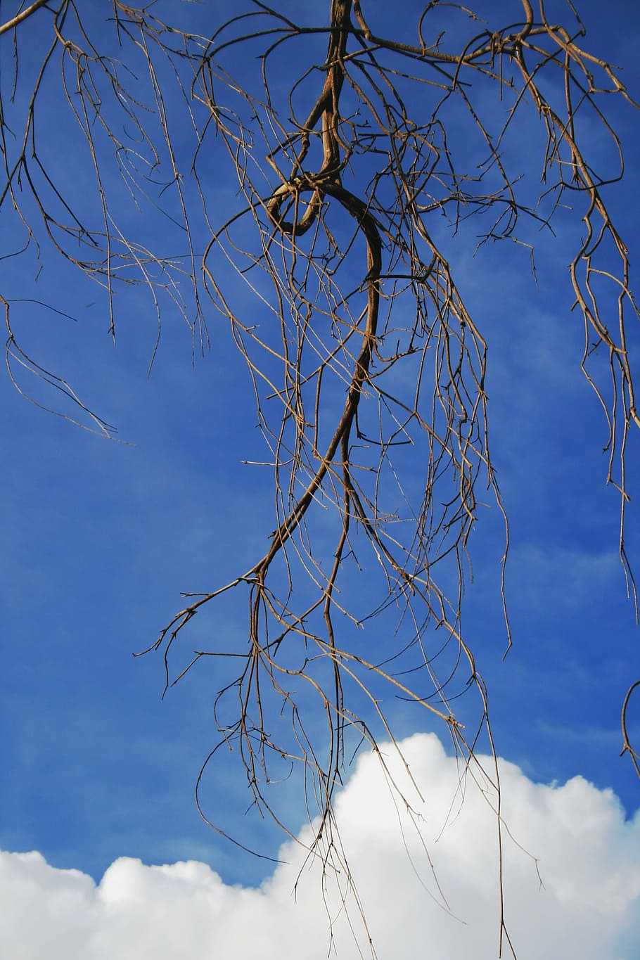 cloud, white, bulging, dense, edge, scalloped, tree, dead, branch HD wallpaper