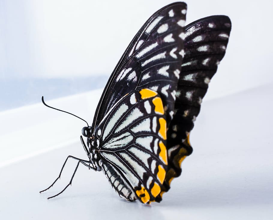 closeup photography of black and white butterfly on white surface HD wallpaper