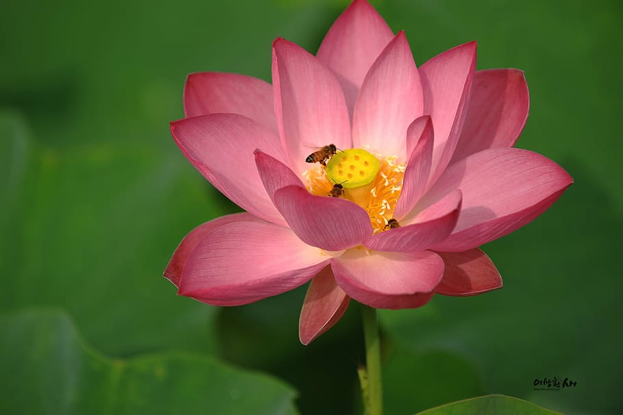 lotus, summer, insects, bee, plants, flower, flowering plant HD wallpaper