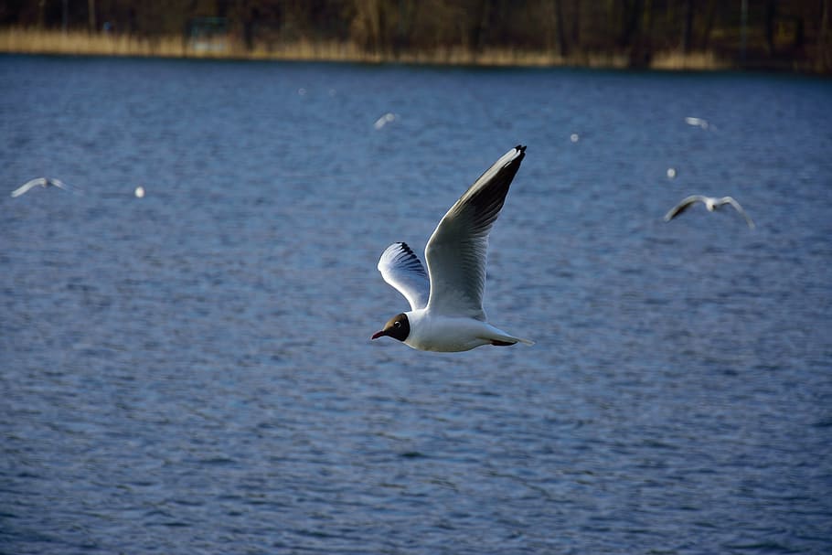 seagull, bird, flight, nature, wings, lake, animals, pen, wild birds HD wallpaper