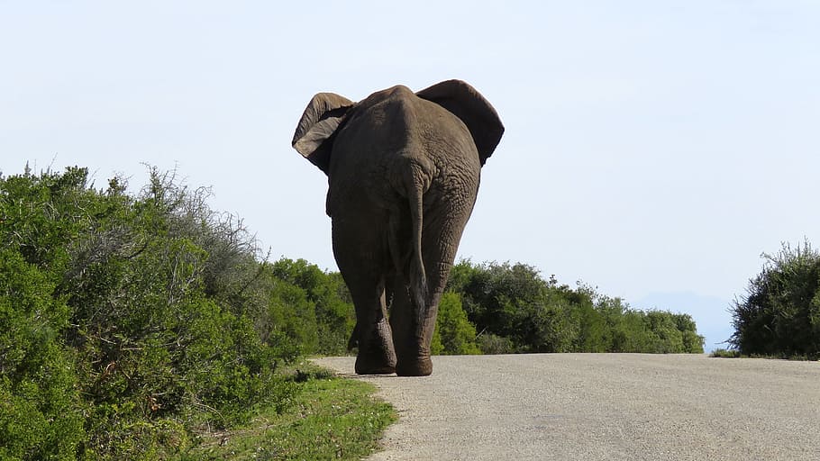 black elephant on road beside a grass, big, large, wildlife, nature, HD wallpaper