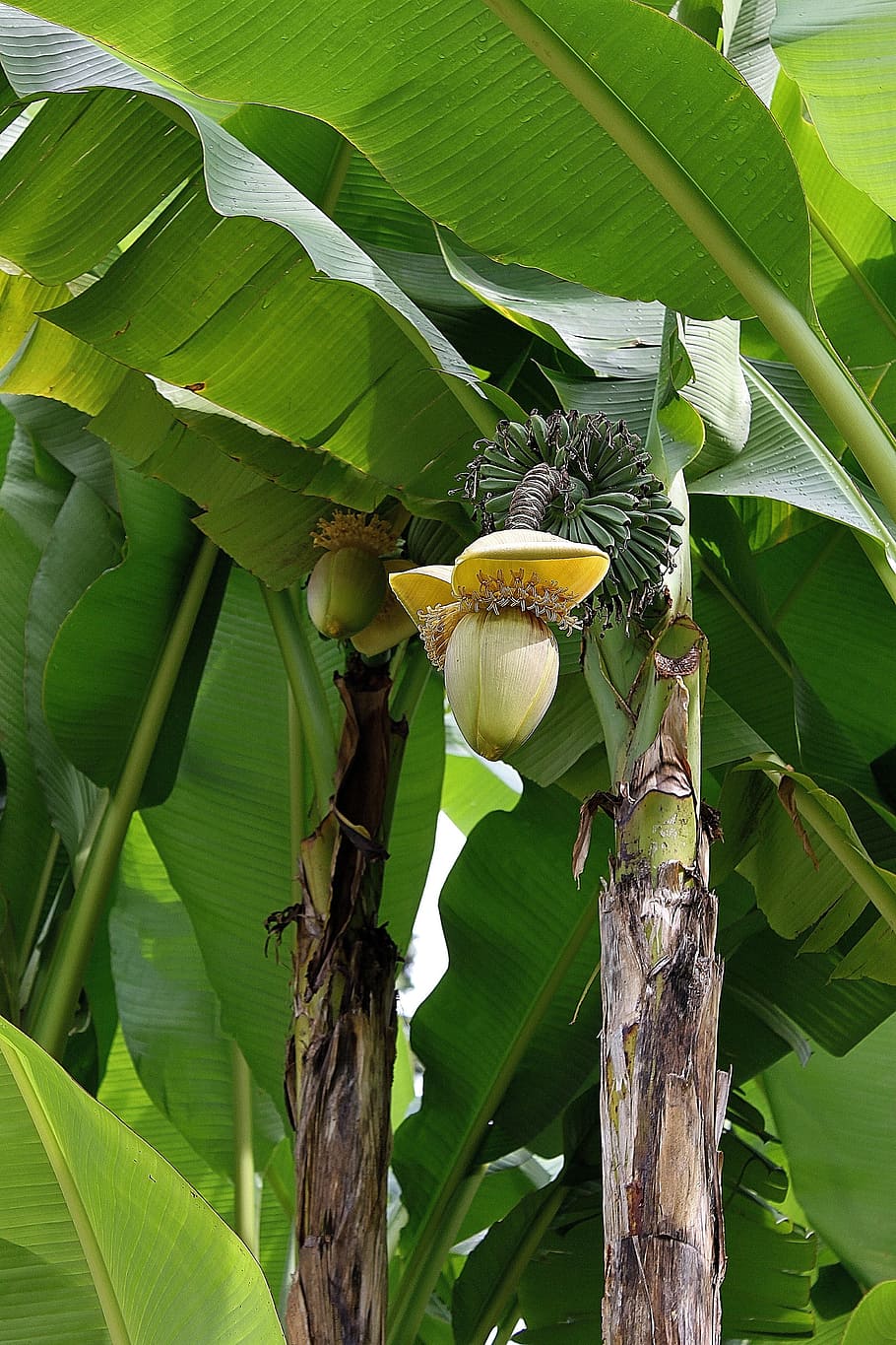 Banana, Baba, Fig, Exotic, baba fig, leaf, green color, banana tree, HD wallpaper
