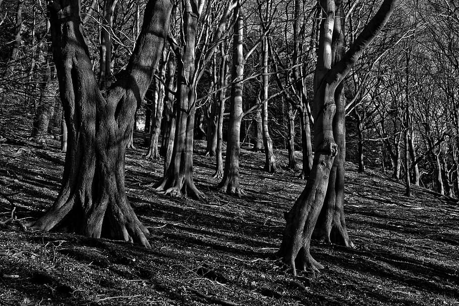 grayscale photography of bare trees, woods, mystery, forest HD wallpaper