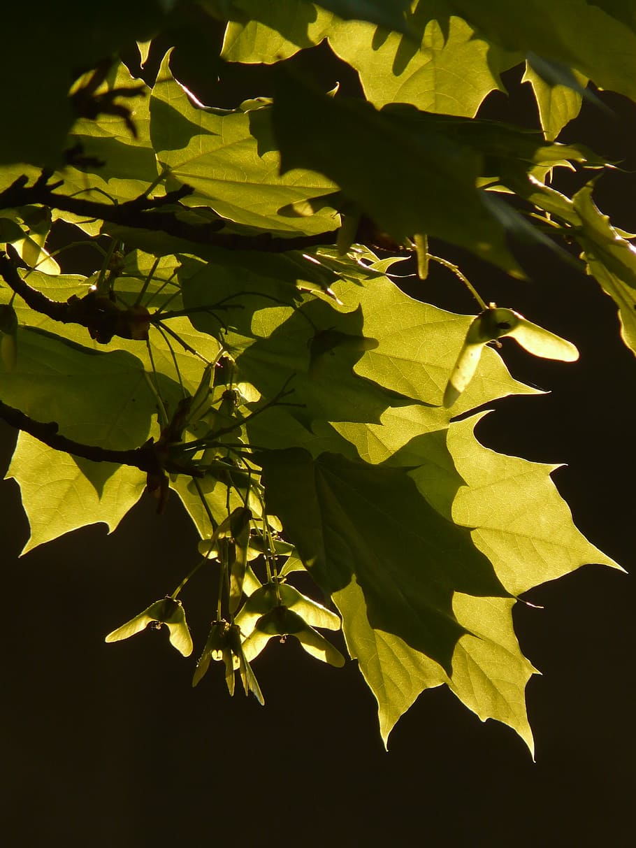 maple, maple leaf, tree, green, veins, norway maple, acer platanoides HD wallpaper