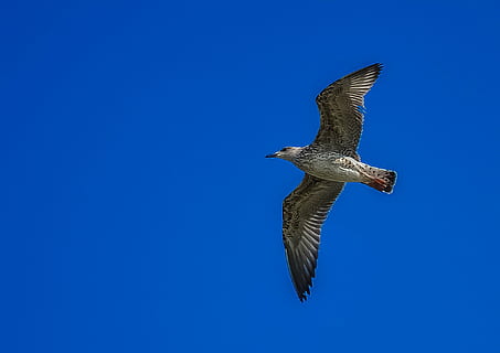 gray bird flying under blue sky, seagull, nature, dom, wing HD wallpaper