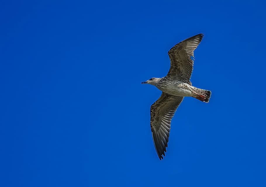 gray bird flying under blue sky, seagull, nature, dom, wing HD wallpaper