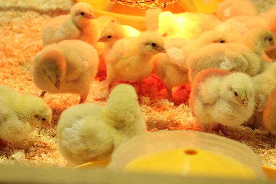Chicken, Heat, Teaching, animal, group Of Animals, large Group Of Animals HD wallpaper