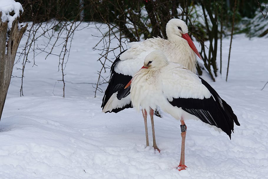 two black-and-white bird on snow field, stork, white stork HD wallpaper