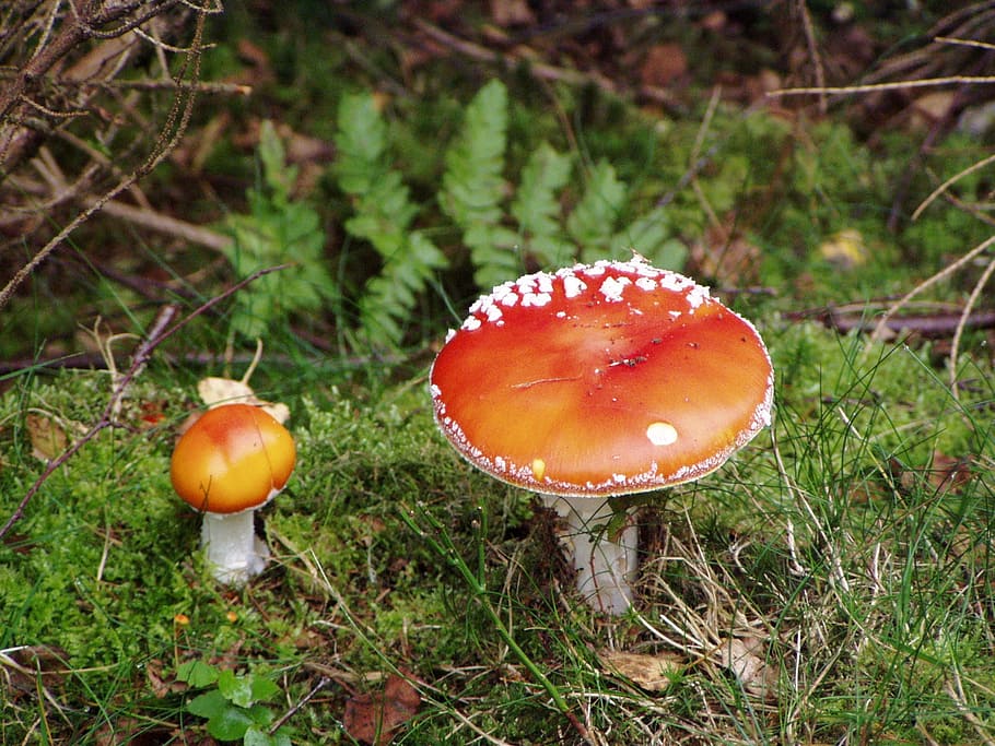 mushroom, fly agaric, forest, autumn, nature, fungus, food HD wallpaper