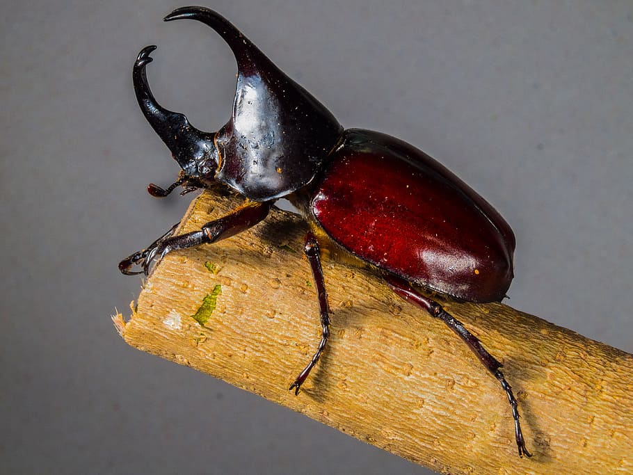 Tropical Beetles, Rhinoceros Beetle, riesenkaefer, one animal, HD wallpaper