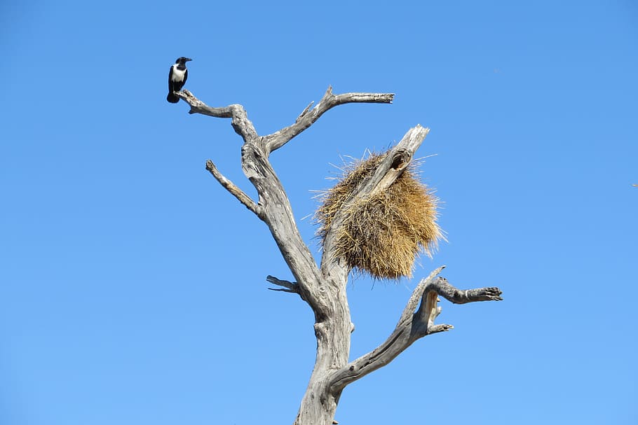 nest, africa, walk, tree, namibia, bird, republicans, social, HD wallpaper