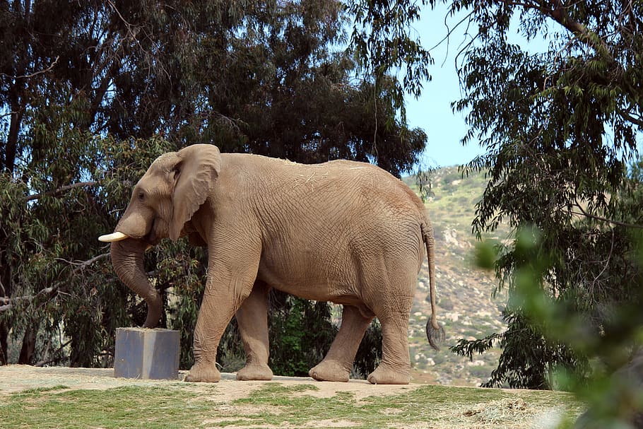 elephant, animal, wild, tree, animal themes, plant, mammal HD wallpaper