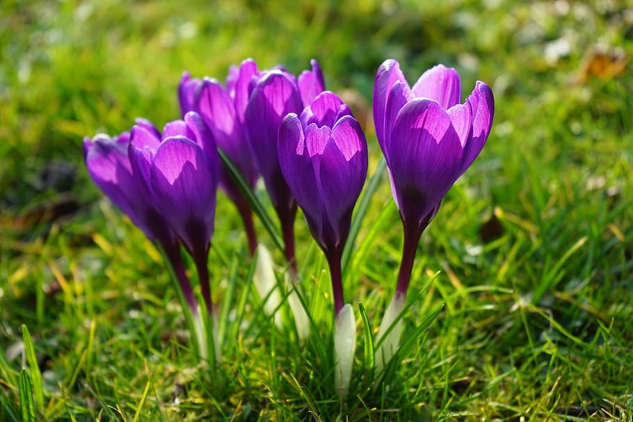 crocus, flowers, purple, close, spring, bühen, colorful, violet, HD wallpaper